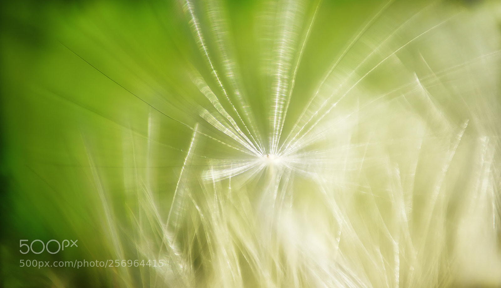 Sony a7R II sample photo. Seelen strahlen ... photography