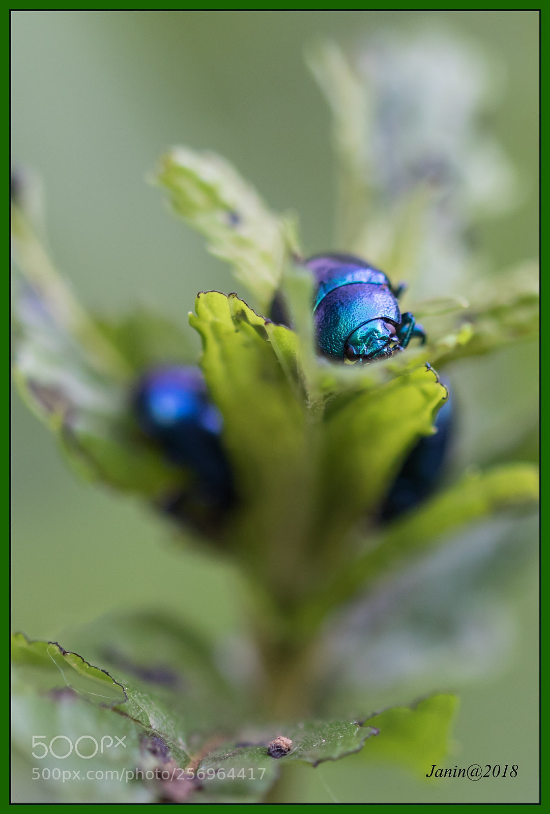 Canon EOS 77D (EOS 9000D / EOS 770D) sample photo. Metallic beetle go to photography