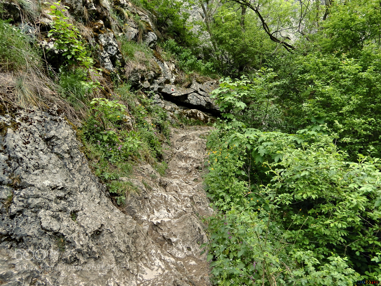 Nikon Coolpix A900 sample photo. Cheile turzii photography