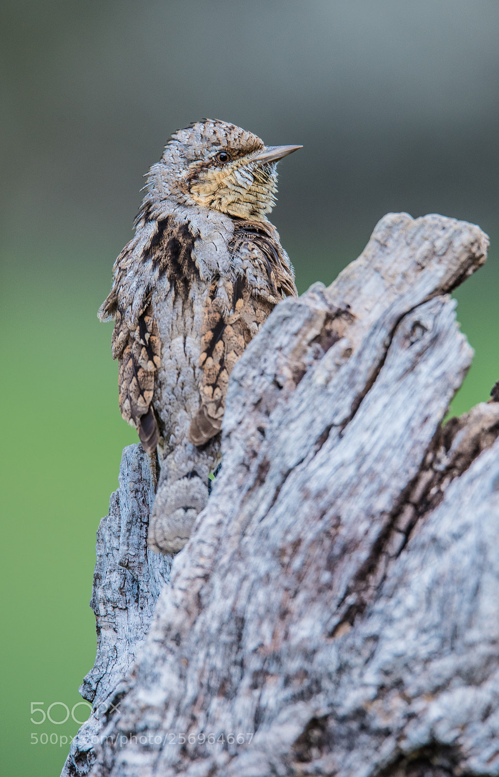 Nikon D810 sample photo. Torcecuellos photography