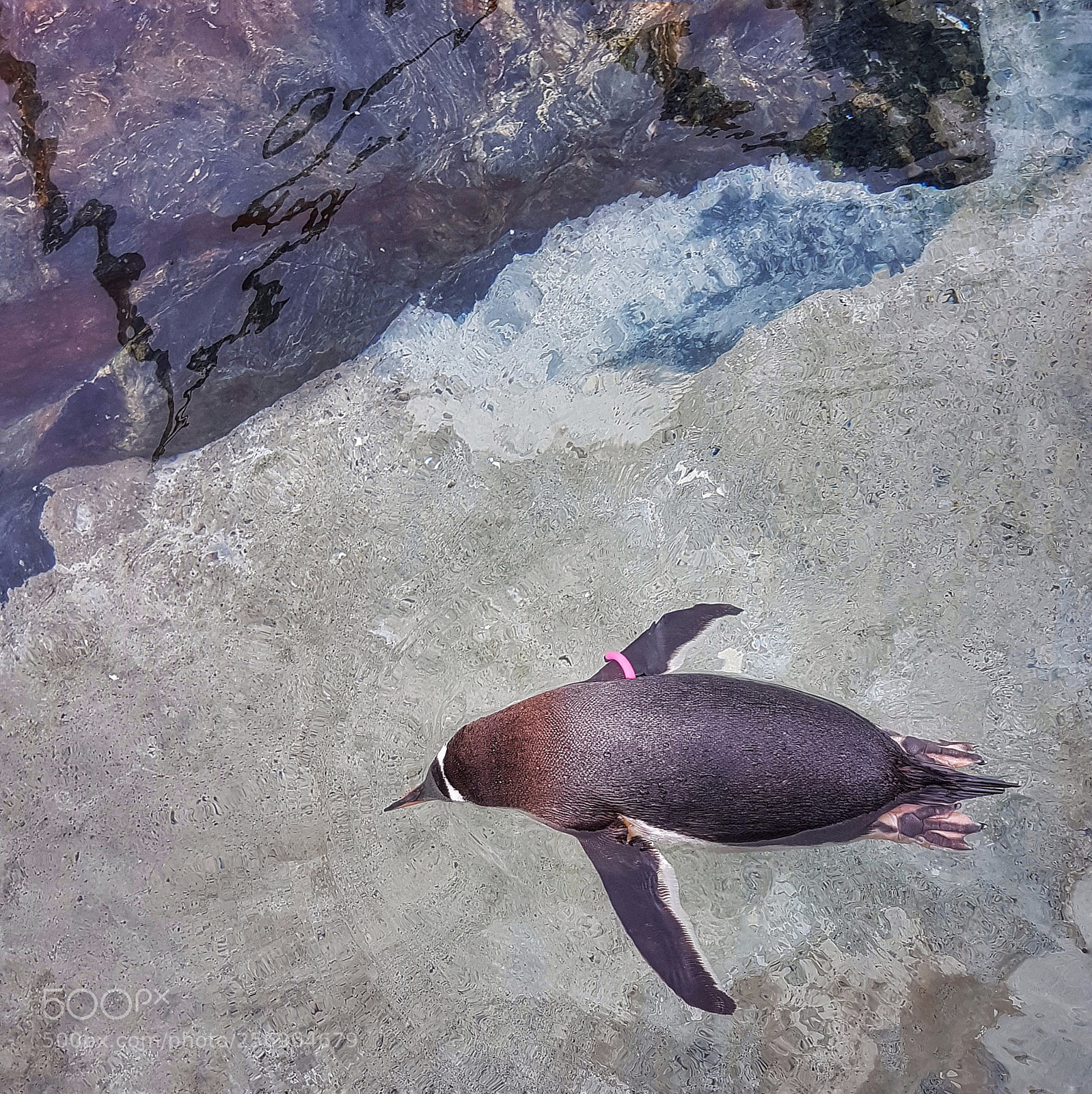 Samsung Galaxy S7 sample photo. Penguin photography