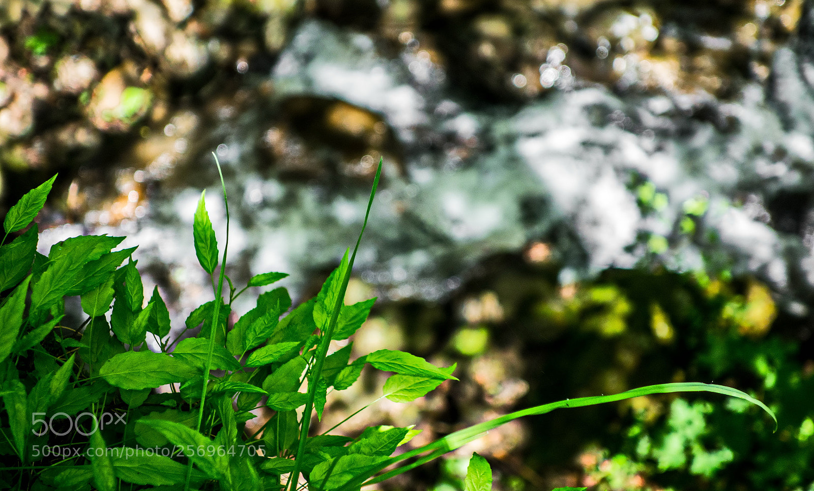 Sony Cyber-shot DSC-RX100 sample photo. Green of the summer photography