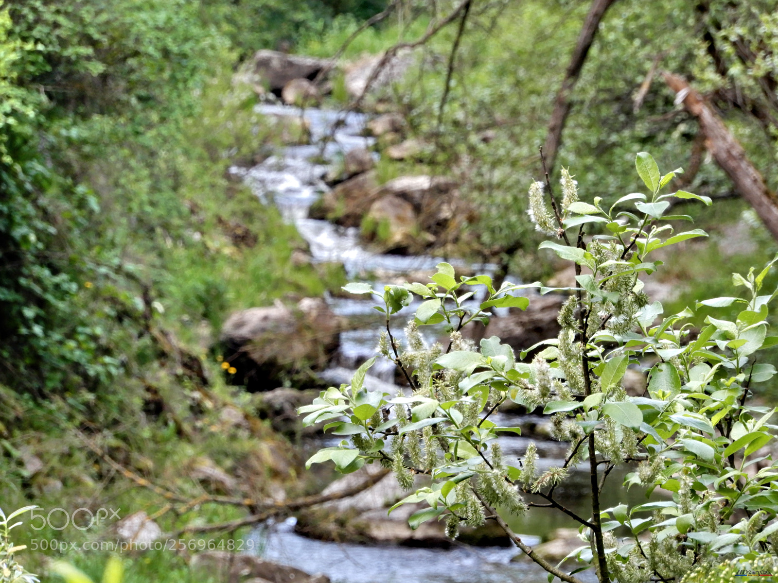 Nikon Coolpix A900 sample photo. Cheile turzii photography