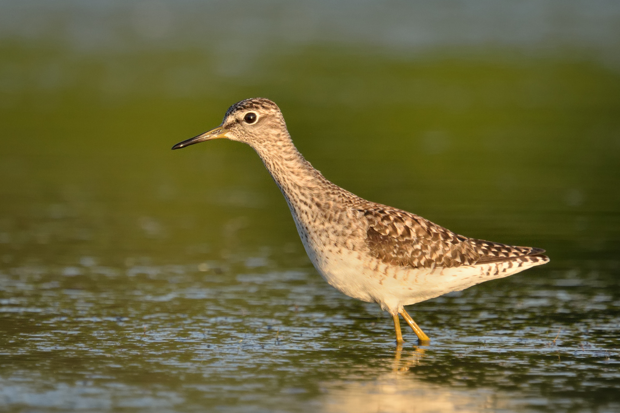 Nikon Nikkor AF-S 300mm F4E PF ED VR sample photo. Tringa glareola photography