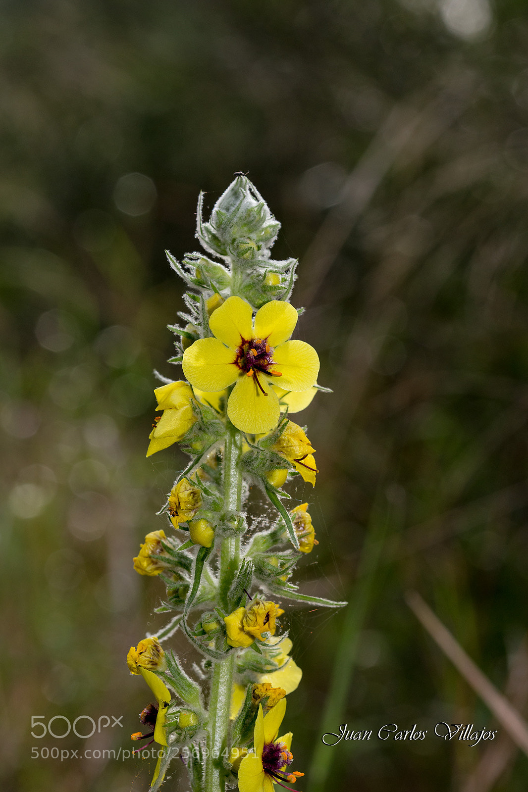 Canon EOS 6D sample photo. Mg web photography