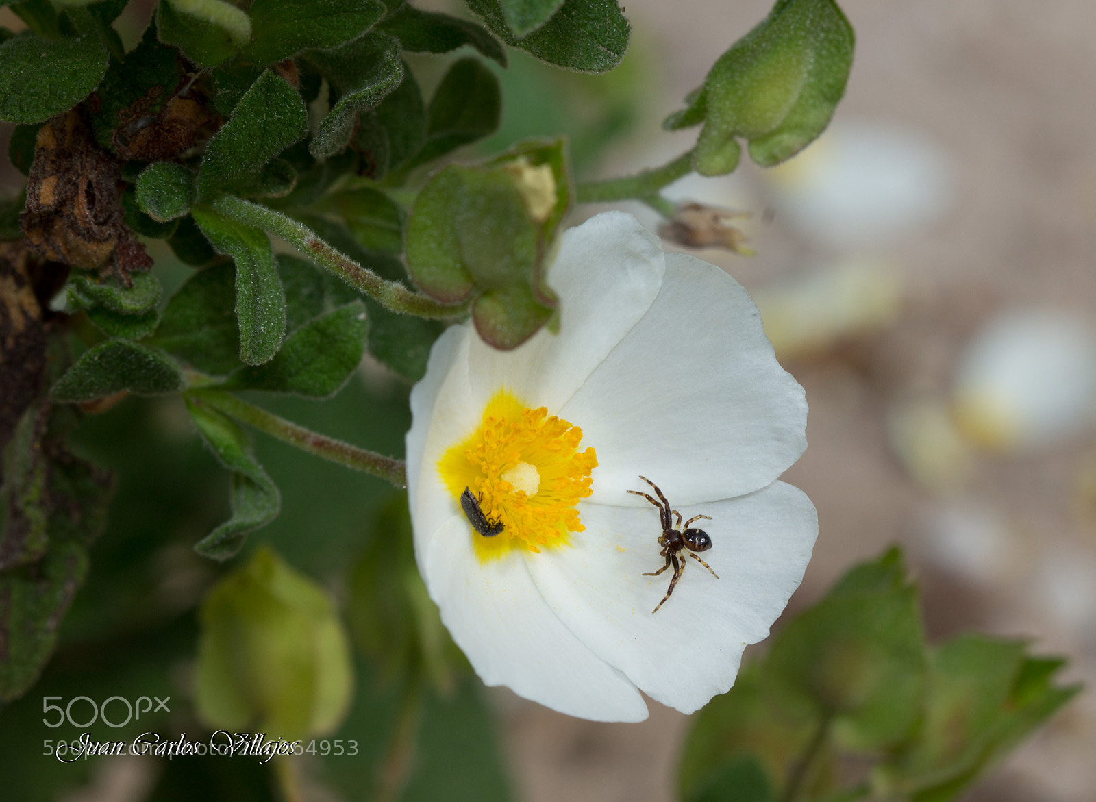 Canon EOS 6D sample photo. Mg web photography