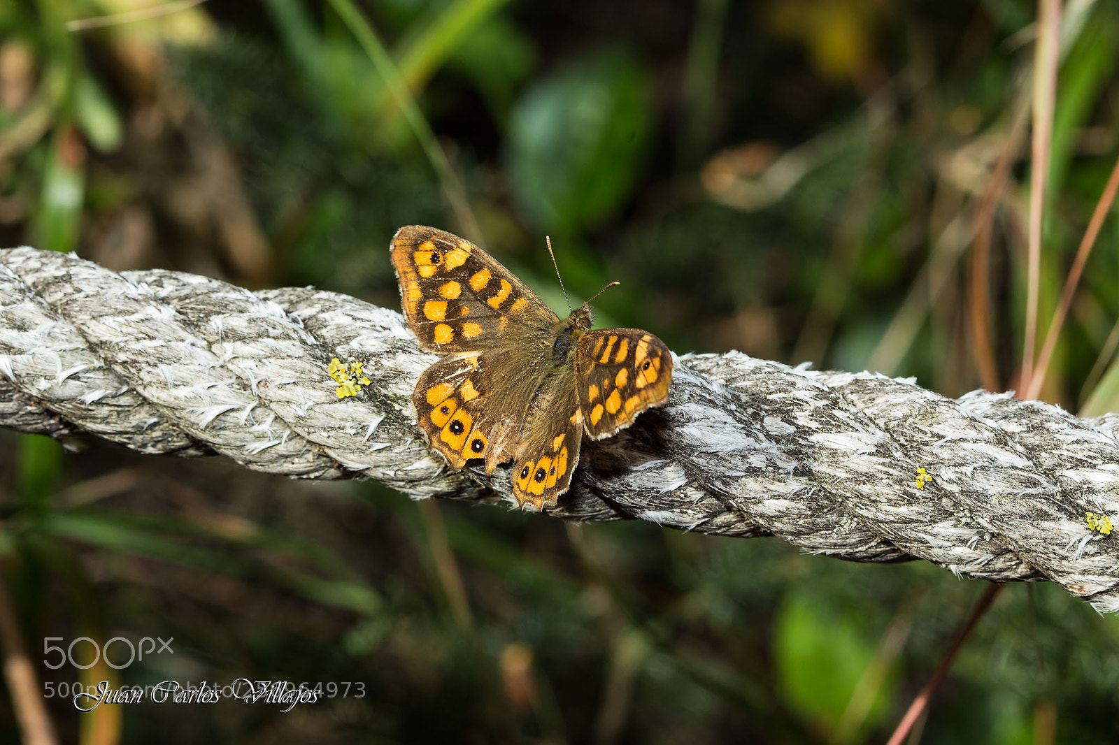 Canon EOS 6D sample photo. Mg web photography