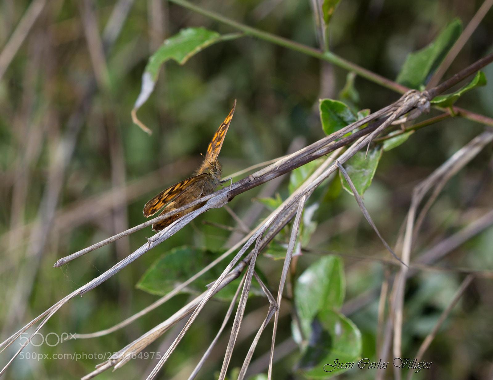Canon EOS 6D sample photo. Mg web photography