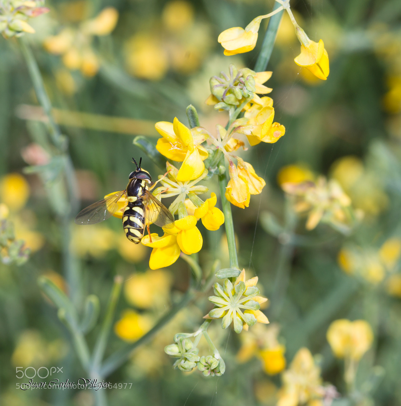 Canon EOS 6D sample photo. Mg web photography