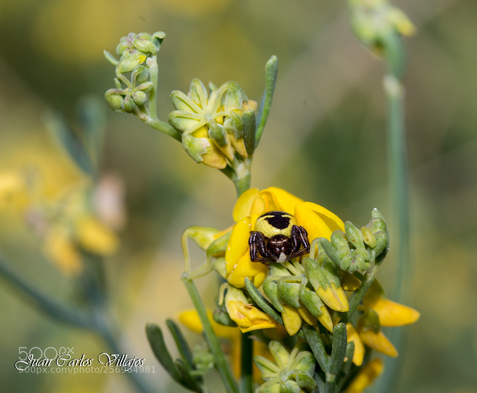 Canon EOS 6D sample photo. Mg web photography