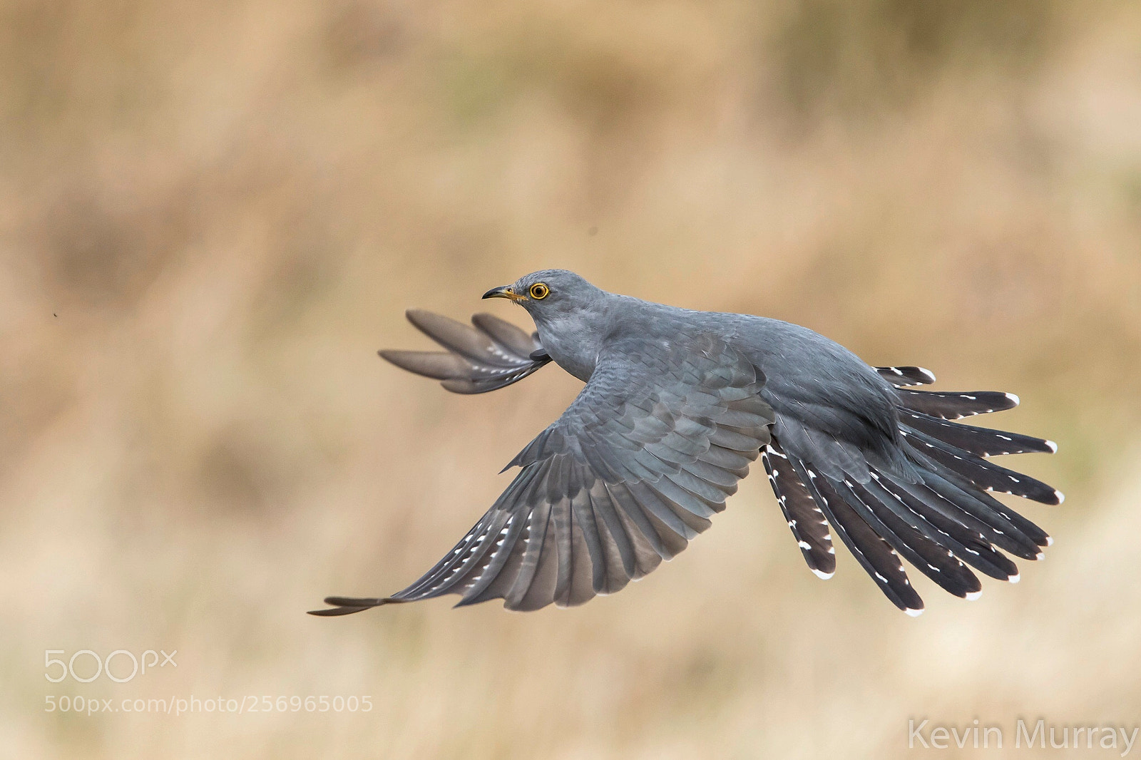 Canon EOS 7D Mark II sample photo. Cuckoo in flight photography