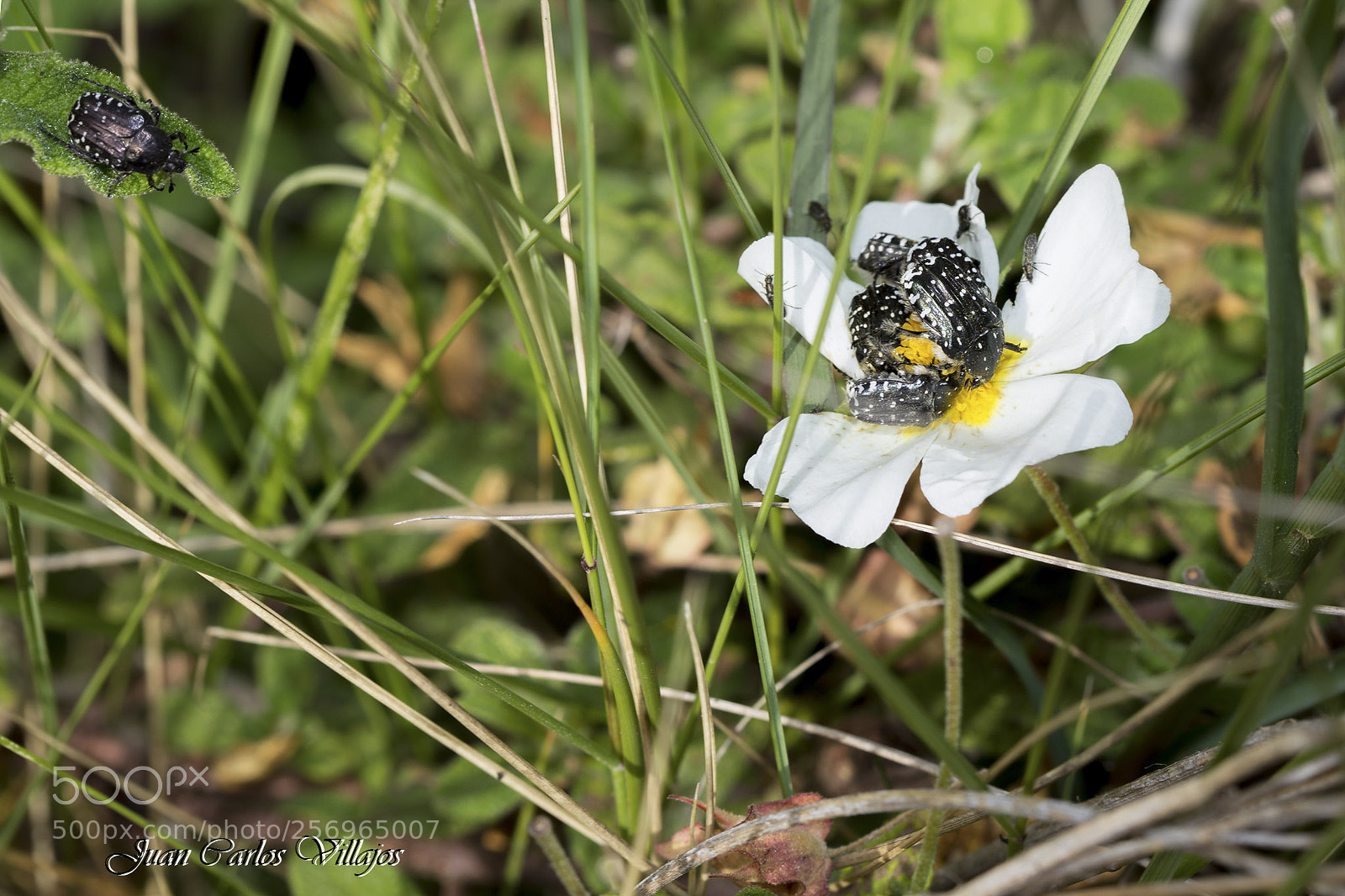 Canon EOS 6D sample photo. Webglobalizacion photography