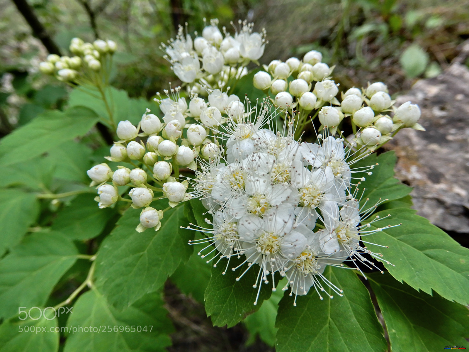 Nikon Coolpix A900 sample photo. Cheile turzii photography