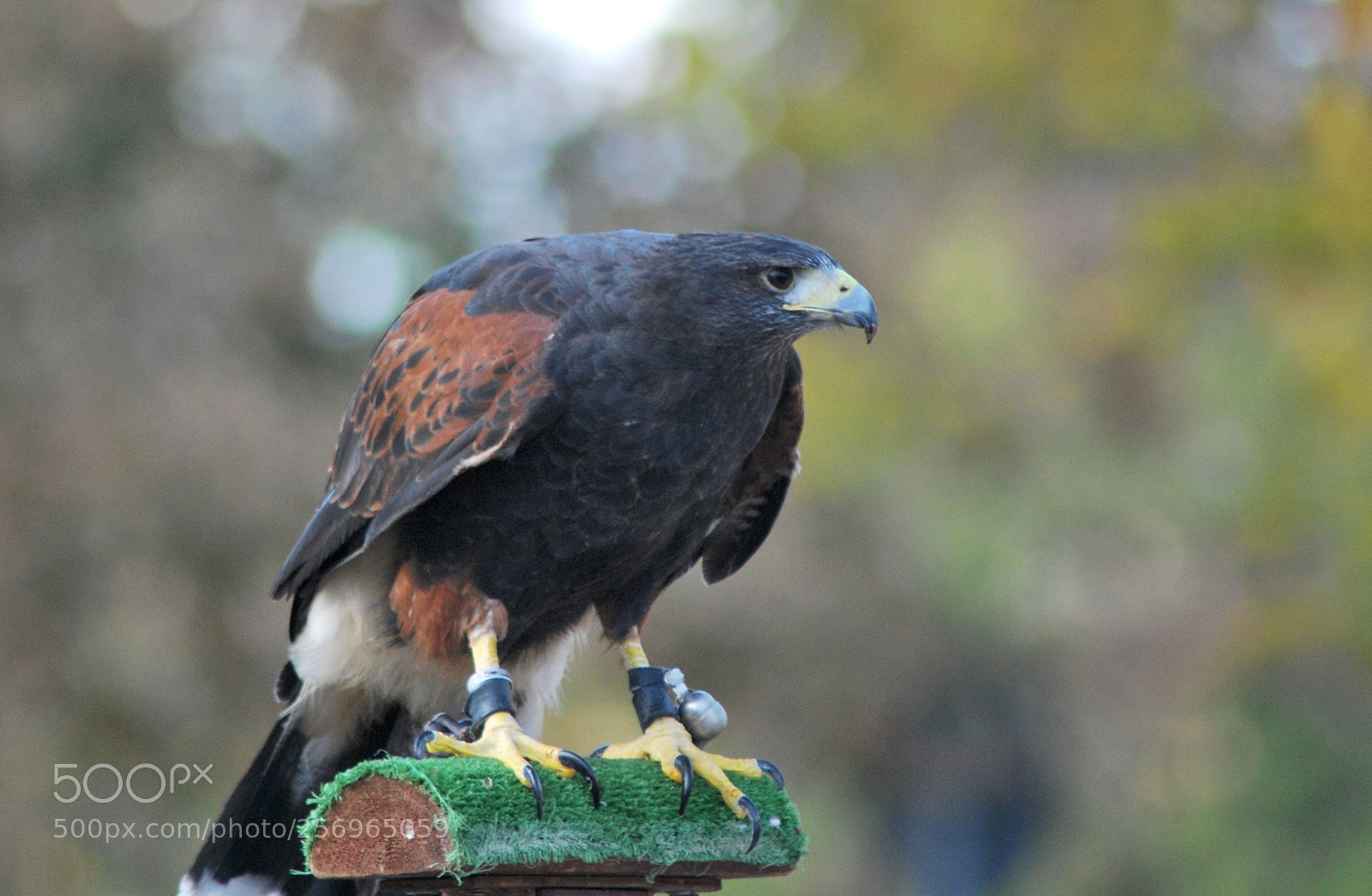 Nikon D60 sample photo. Version photography