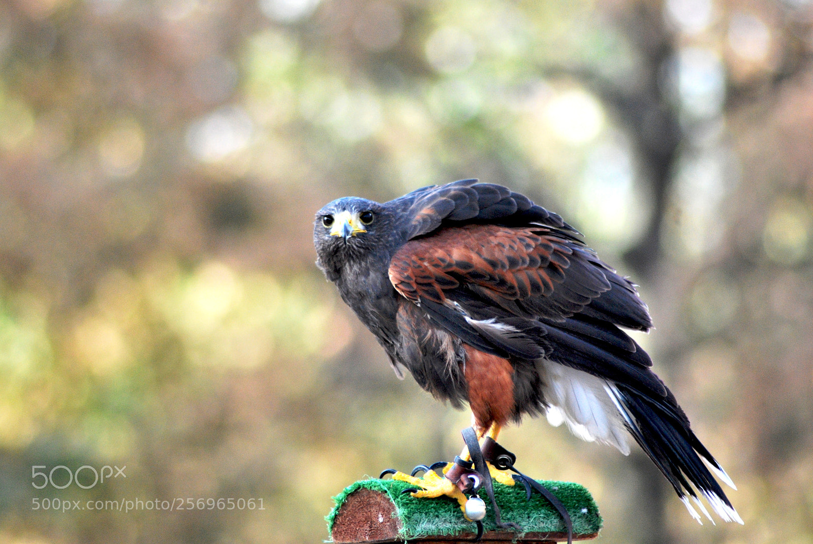 Nikon D60 sample photo. Version photography
