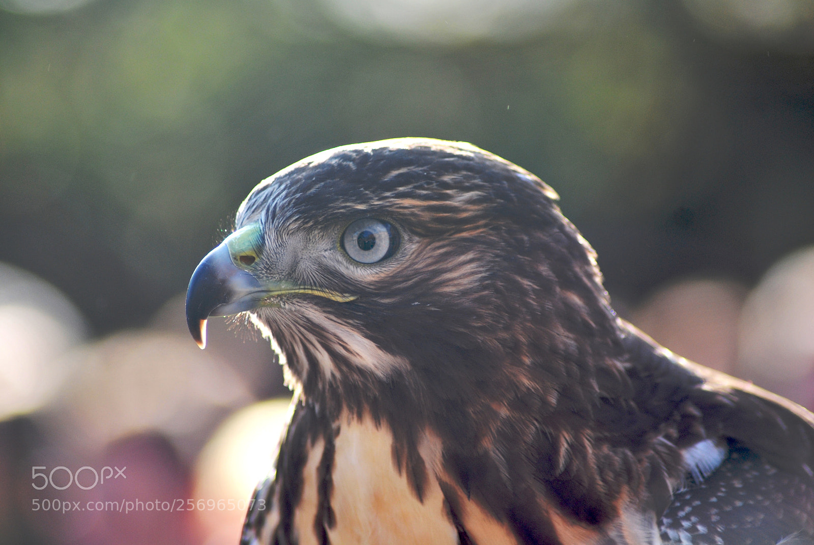 Nikon D60 sample photo. Version photography