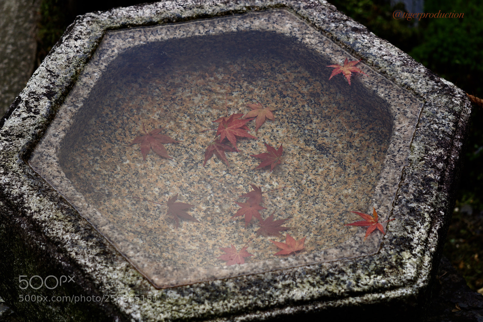 Sony a6000 sample photo. Autumn serenity photography