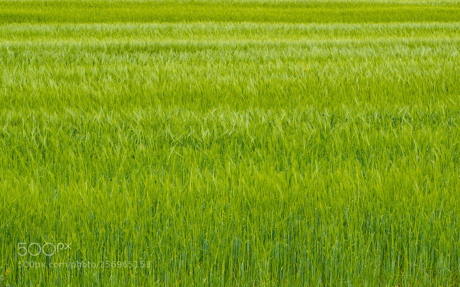Olympus OM-D E-M1 sample photo. I think green ... photography