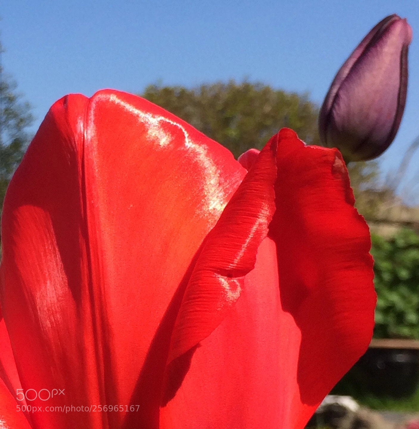 Apple iPhone 5s sample photo. Oh so red! photography