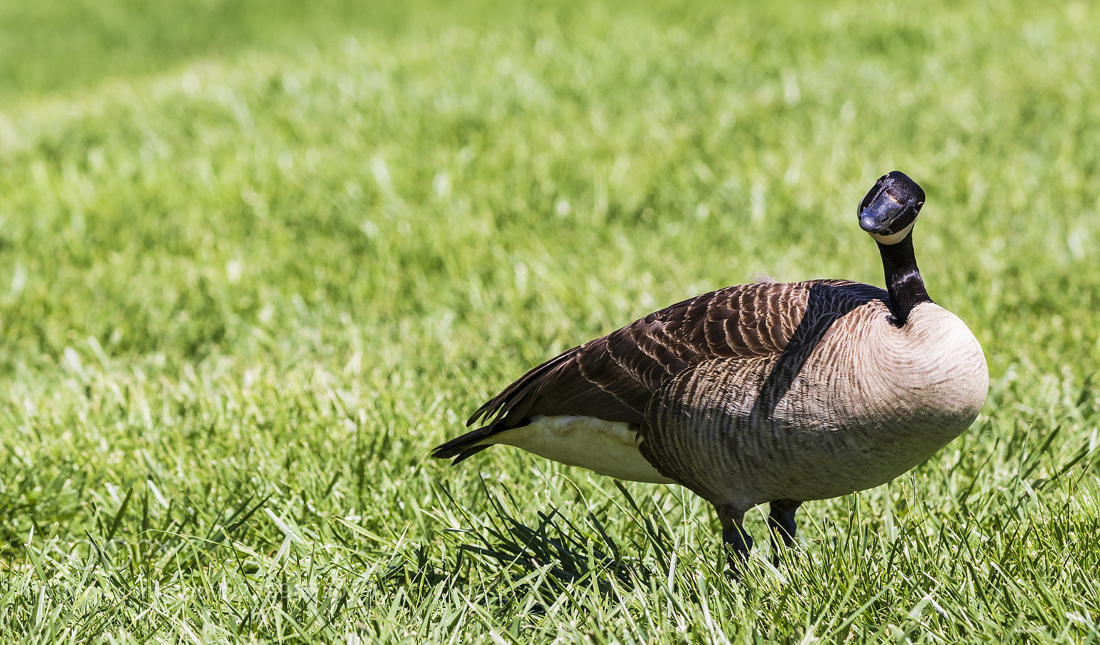 Canon EOS 7D Mark II sample photo. Canada goose photography