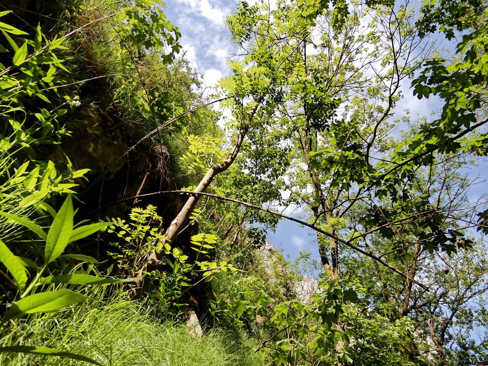Nikon Coolpix A900 sample photo. Cheile turzii photography