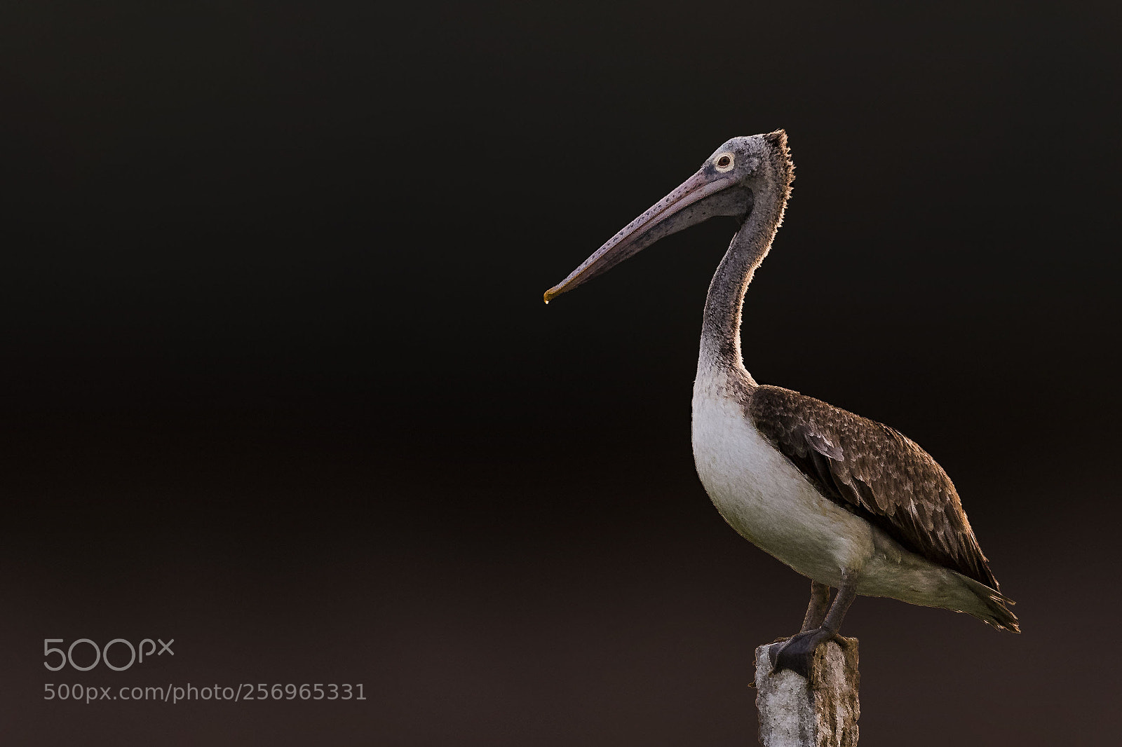 Nikon D810 sample photo. Spot billed pelican photography