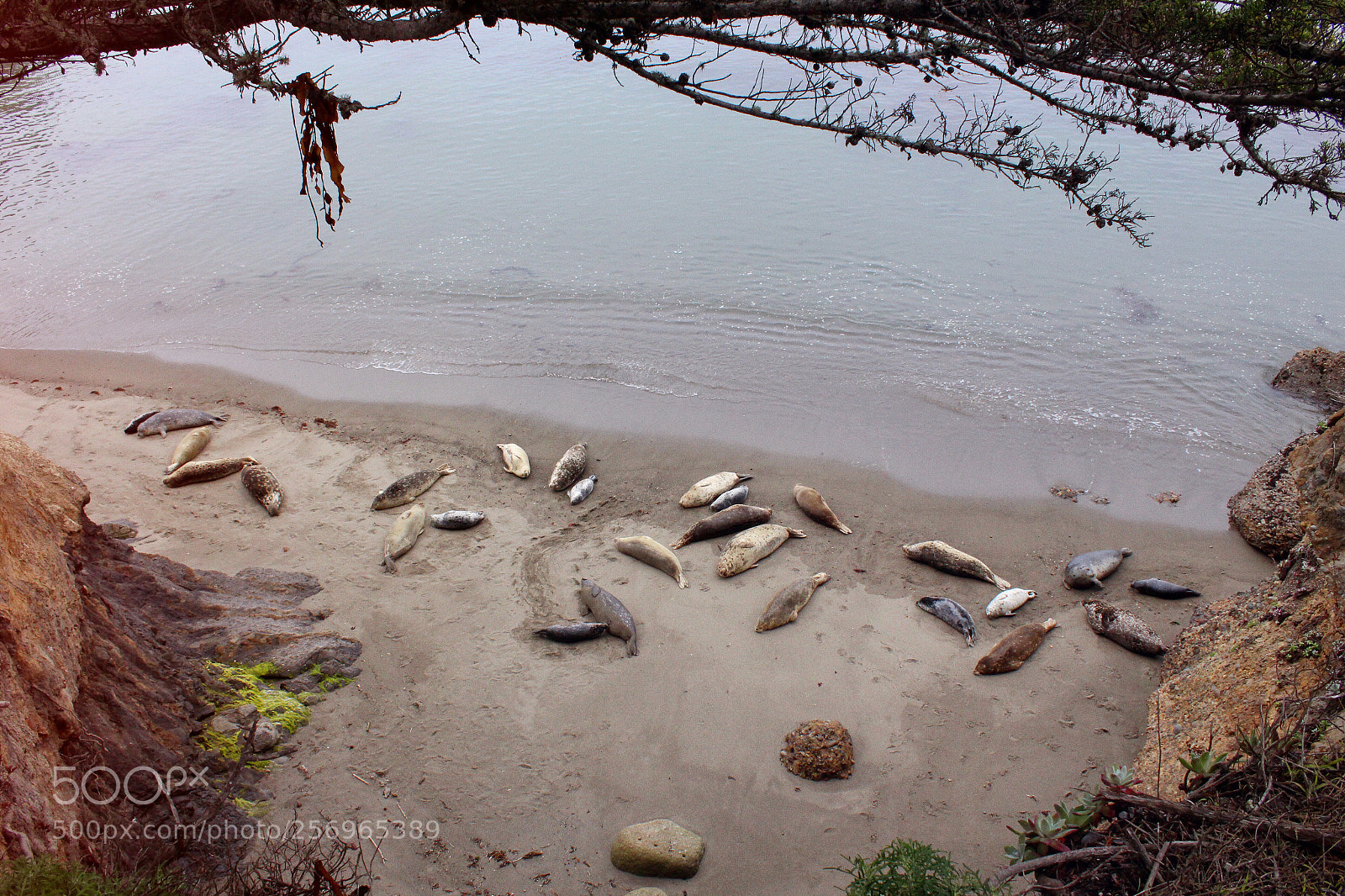 Canon EOS 1200D (EOS Rebel T5 / EOS Kiss X70 / EOS Hi) sample photo. Seals on the beach.  photography
