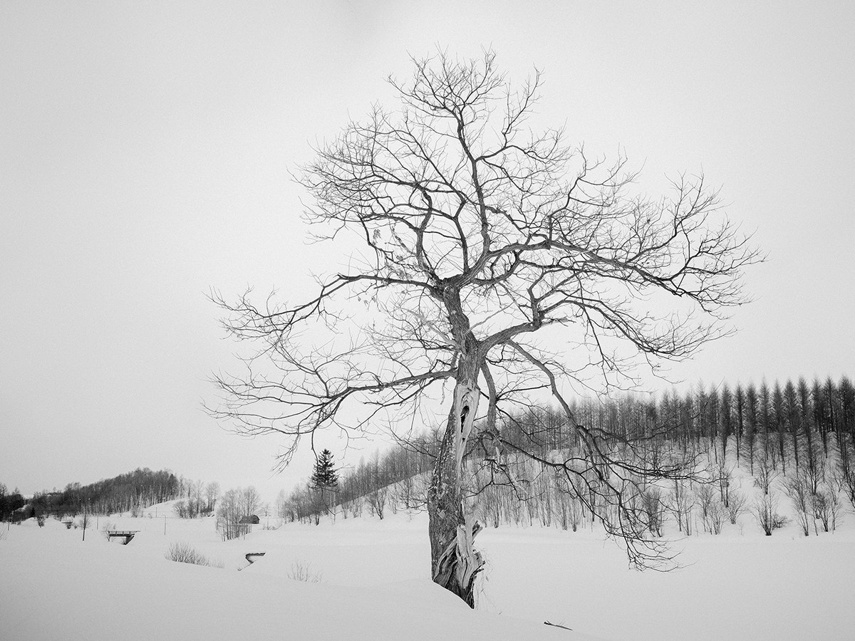 Hasselblad X1D-50c sample photo. Hokkaido photography