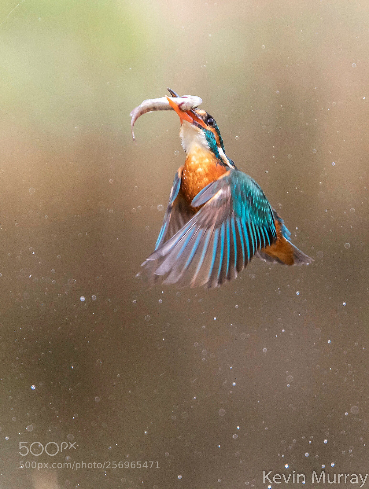 Canon EOS 7D Mark II sample photo. Kingfisher  photography