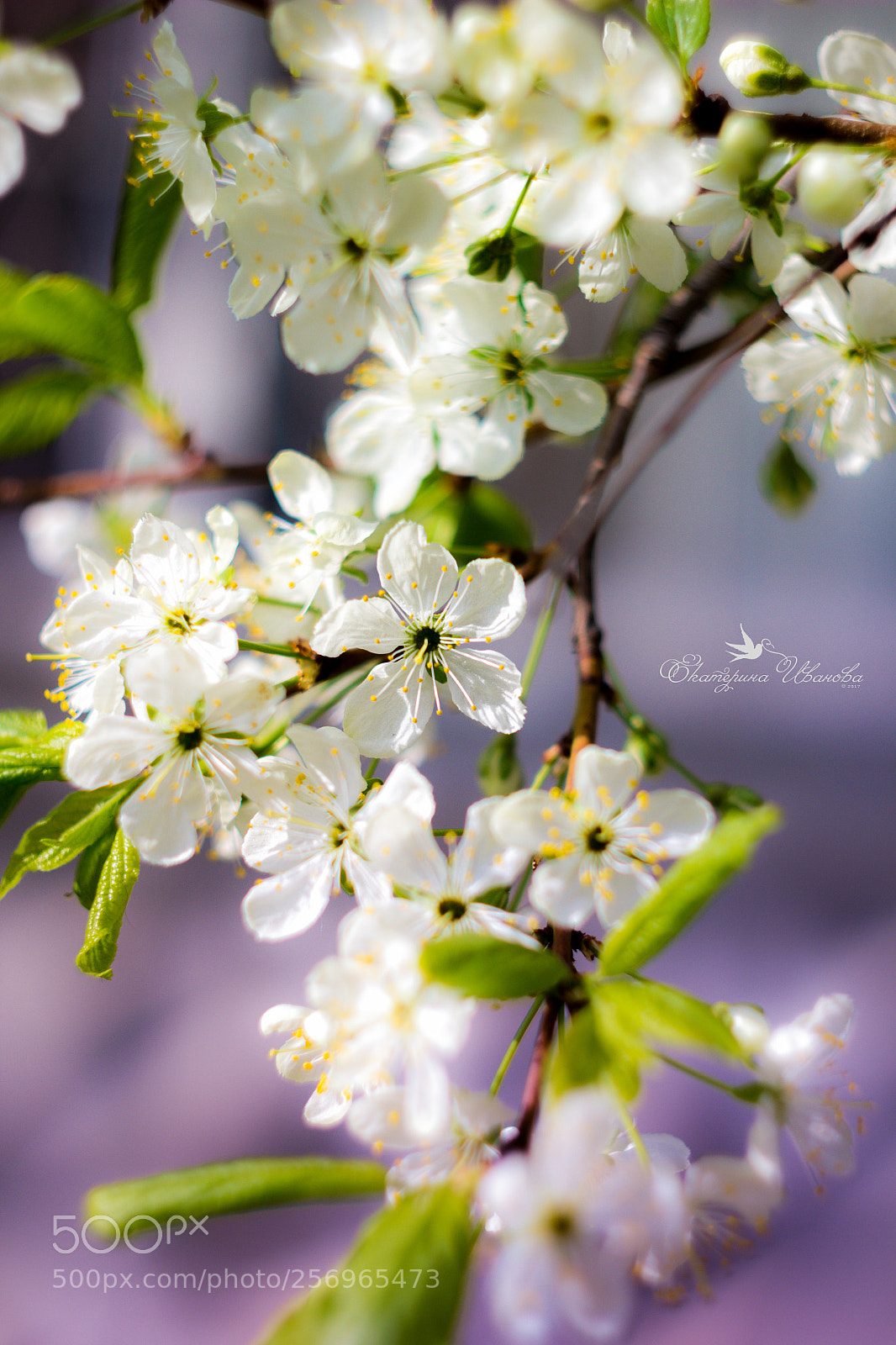 Canon EOS 60D sample photo. Вишня photography