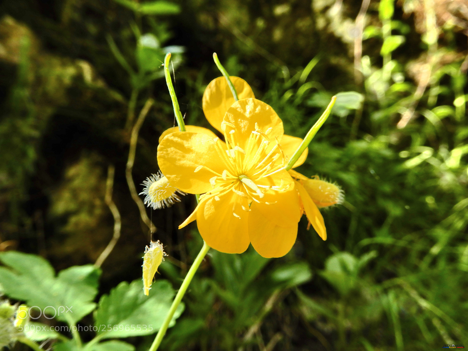 Nikon Coolpix A900 sample photo. Cheile turzii photography