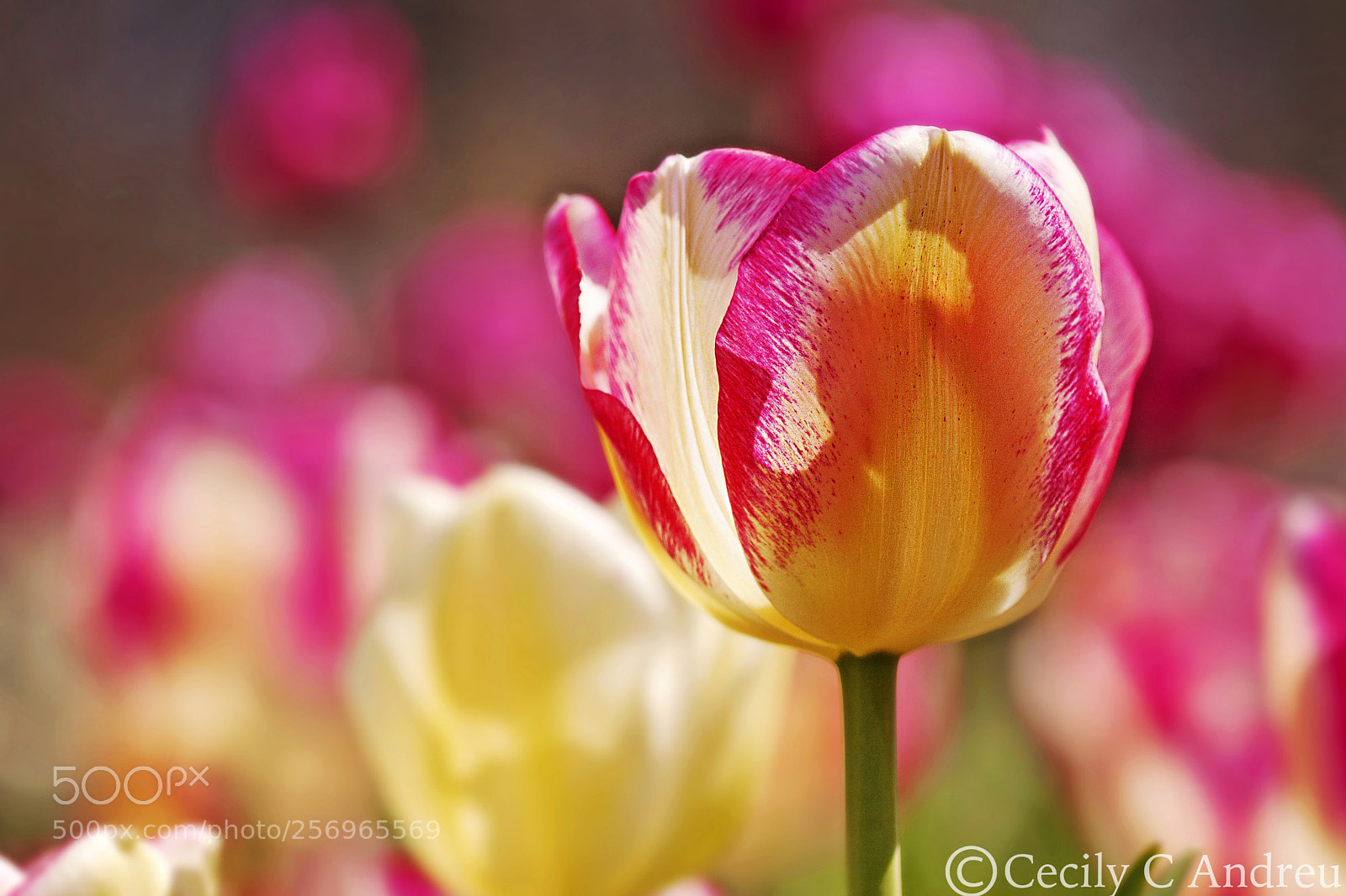 Canon EOS 40D sample photo. Passion photography