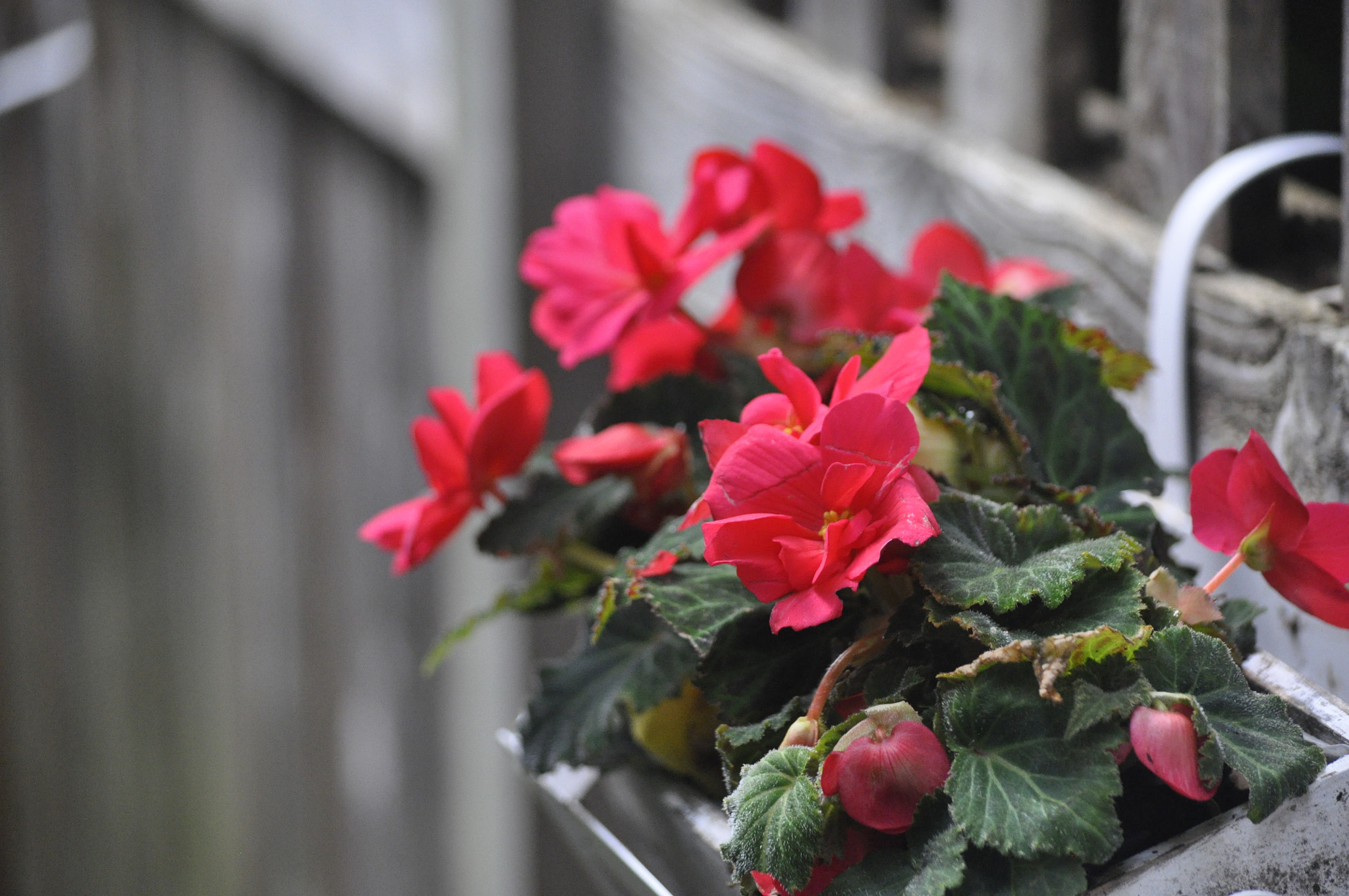 Nikon D90 sample photo. Camille backyard photography