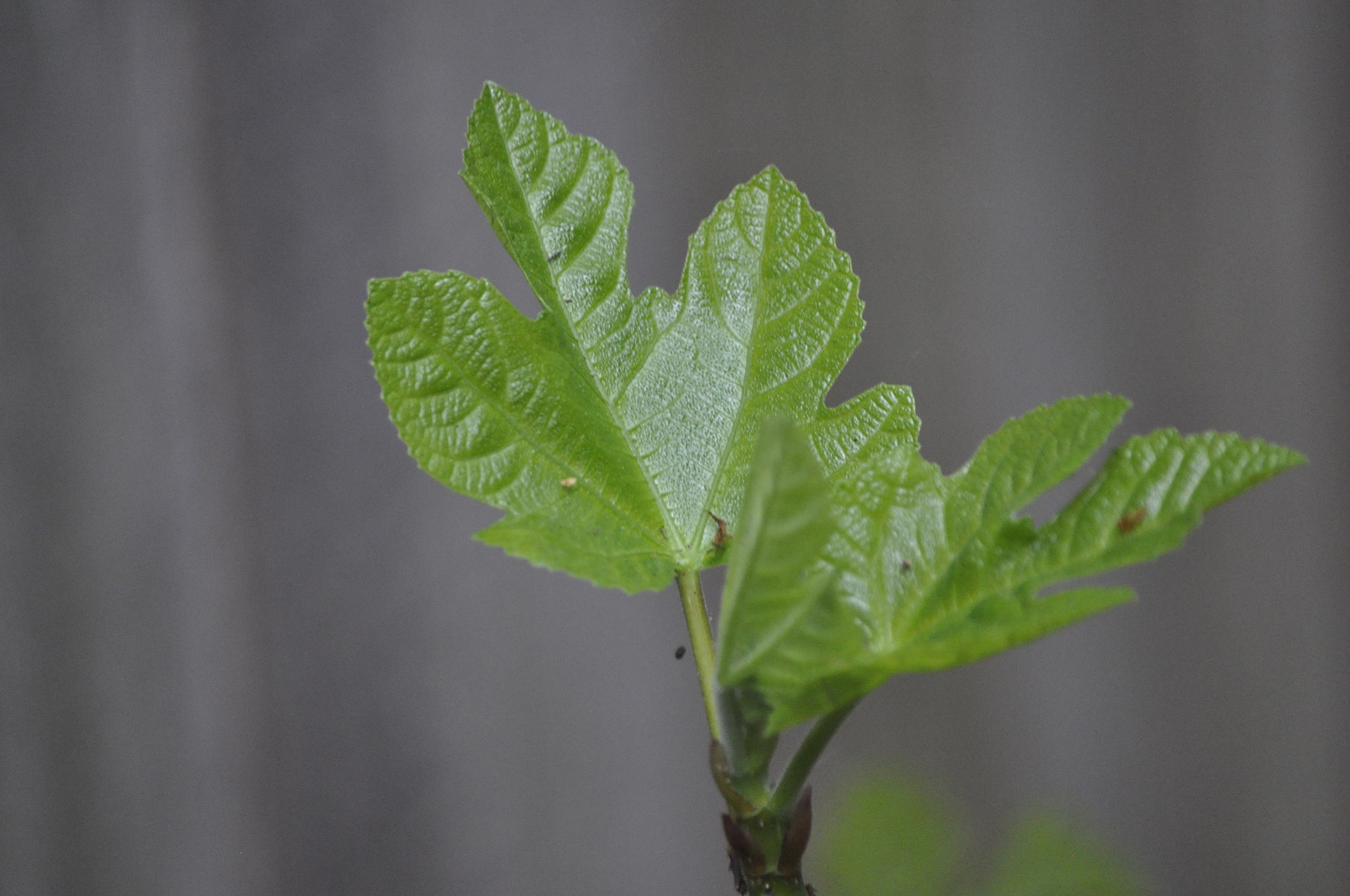 Nikon D90 sample photo. Fig tree leaf photography