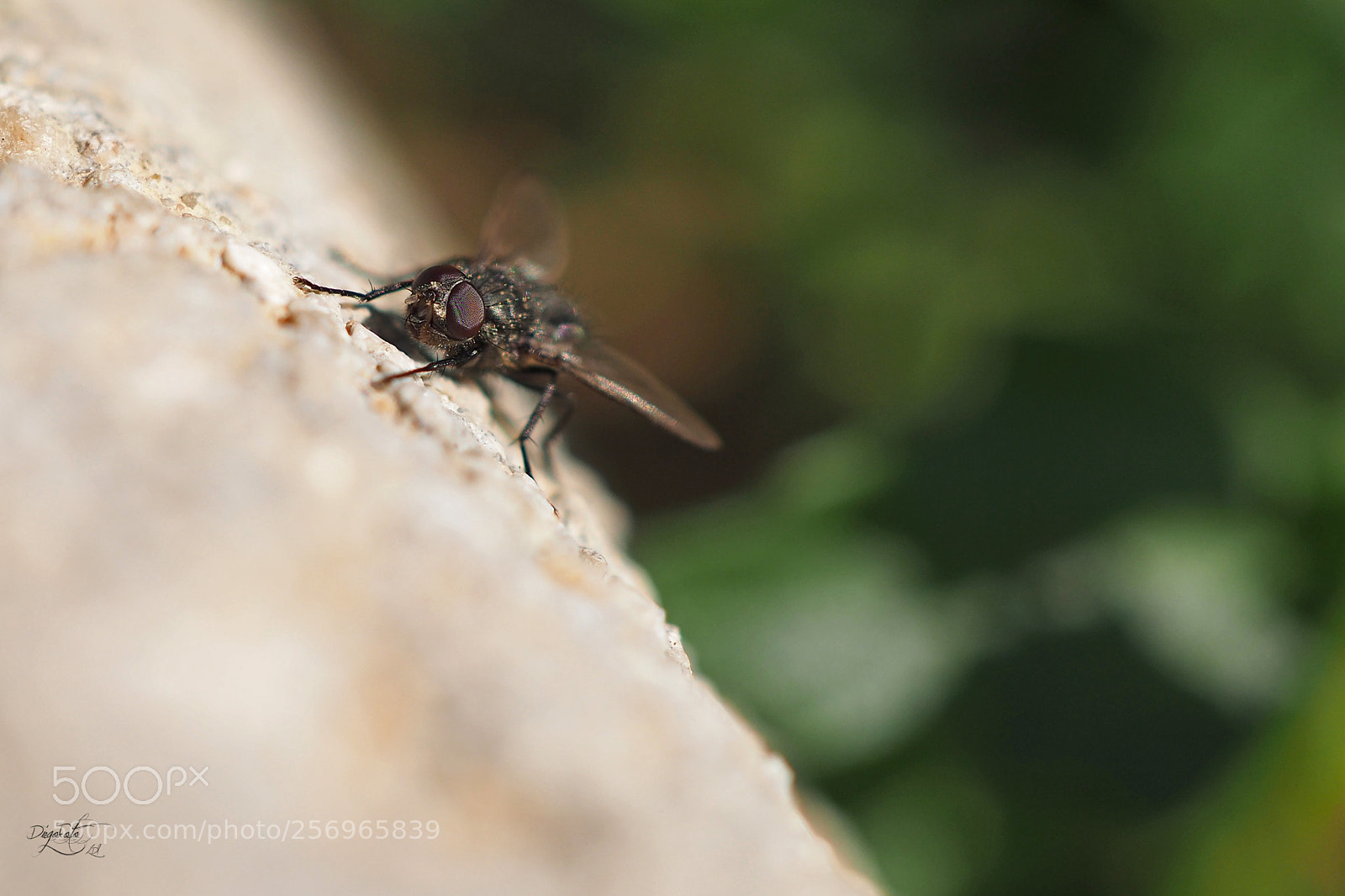 Olympus OM-D E-M10 II sample photo. Mosca al sol photography