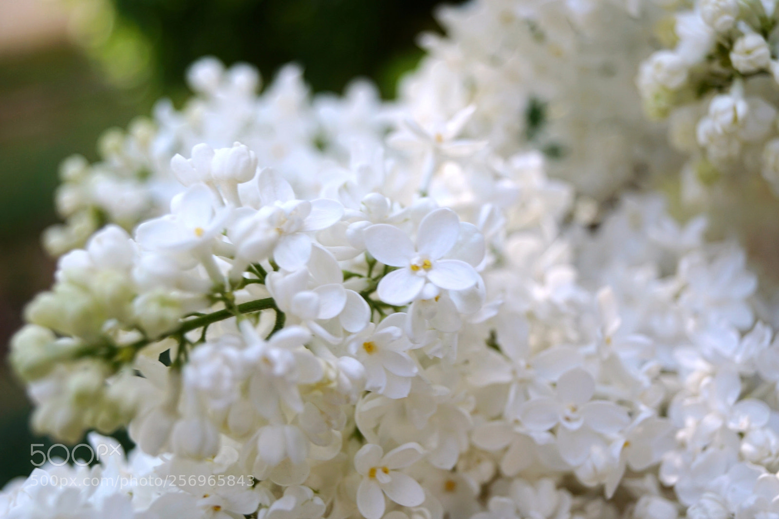 Sony SLT-A68 sample photo. White lilac photography