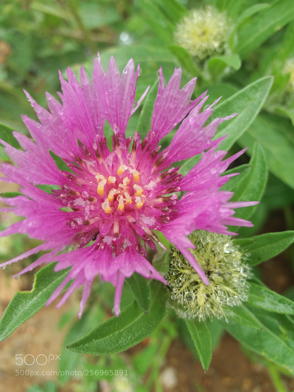 Samsung Galaxy J5(2016) sample photo. Flowers dew photography
