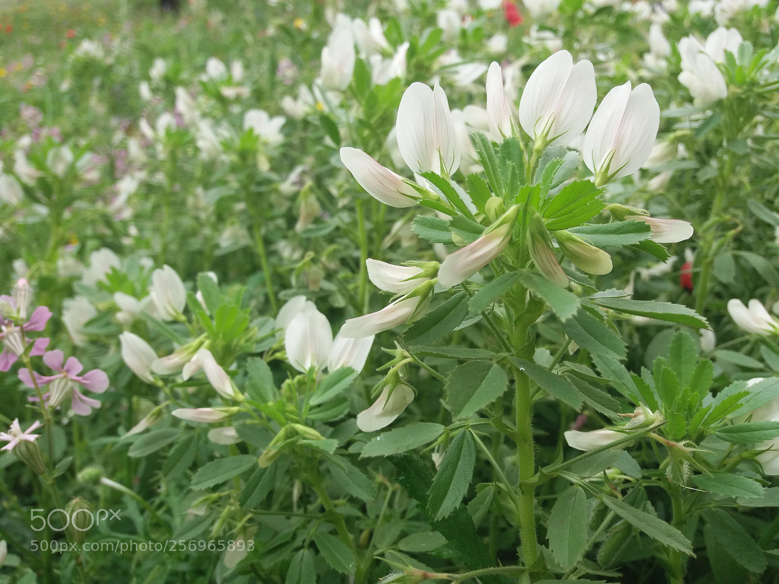 Samsung Galaxy J5(2016) sample photo. Flowers dew photography