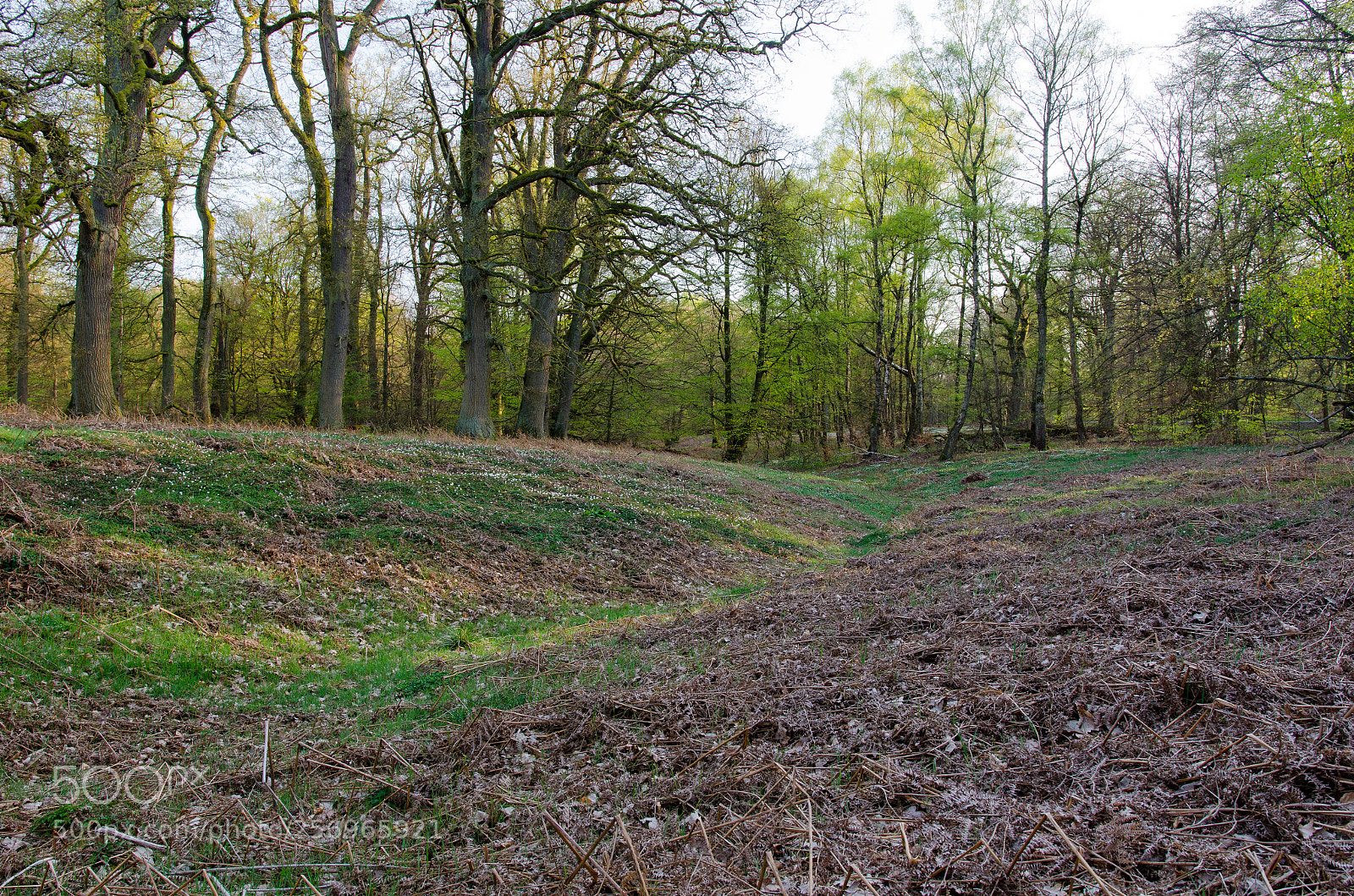 Nikon D7000 sample photo. Spring forest photography