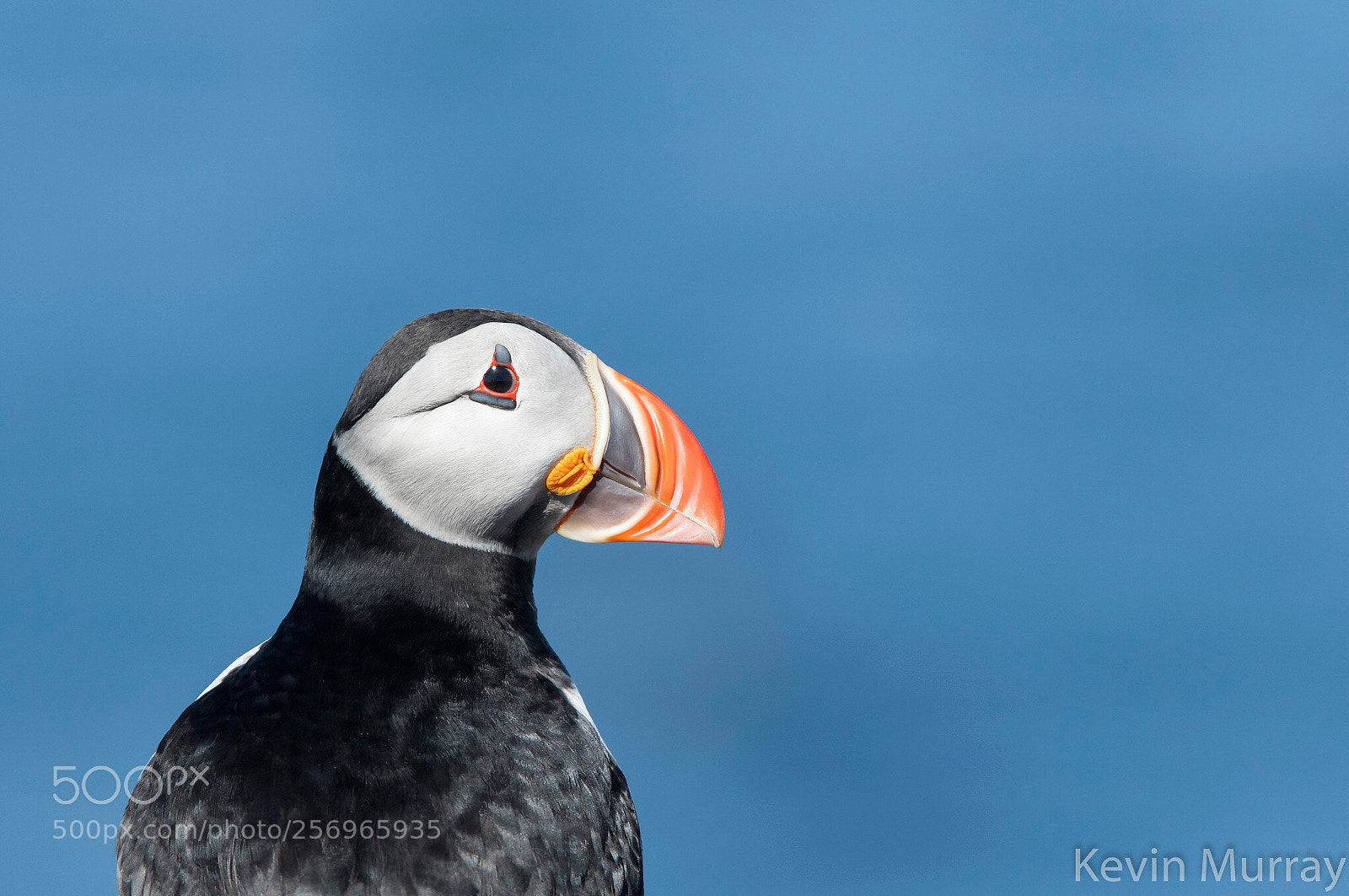 Canon EOS 7D Mark II sample photo. Puffin portrait  photography