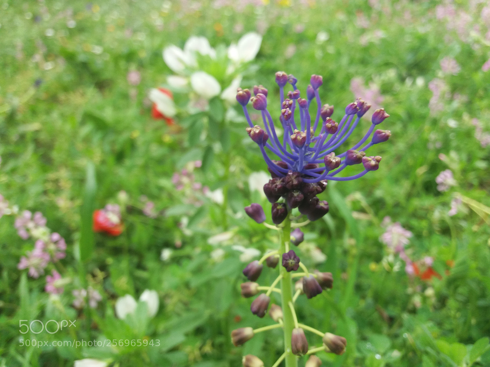Samsung Galaxy J5(2016) sample photo. Flowers dew photography