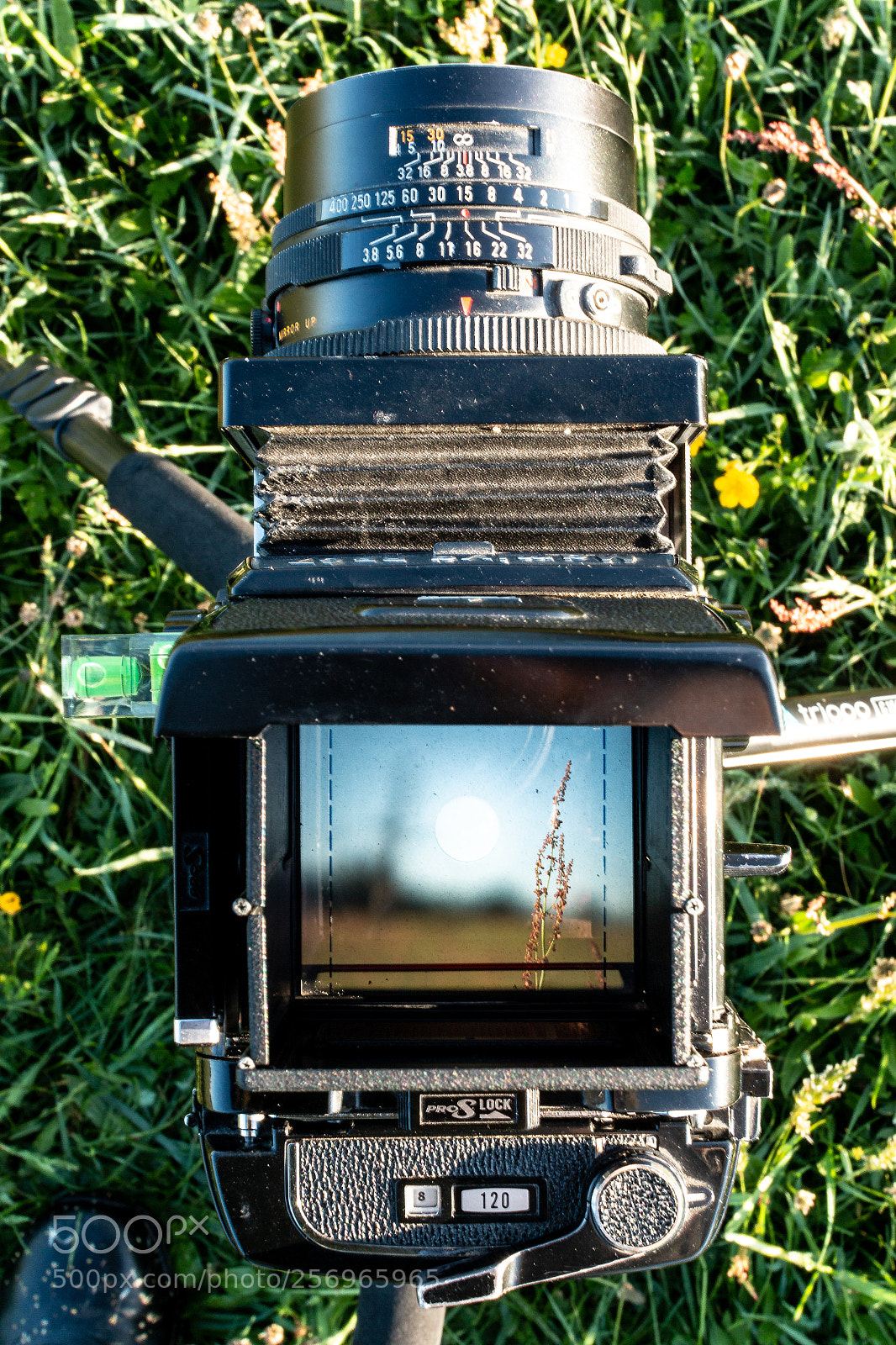 Canon EOS 70D sample photo. Mamiya rb67 photography