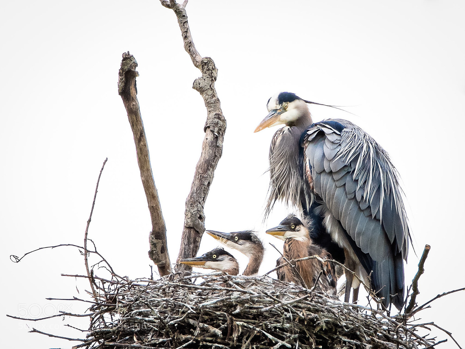 Nikon D500 sample photo. Heron babysitting photography