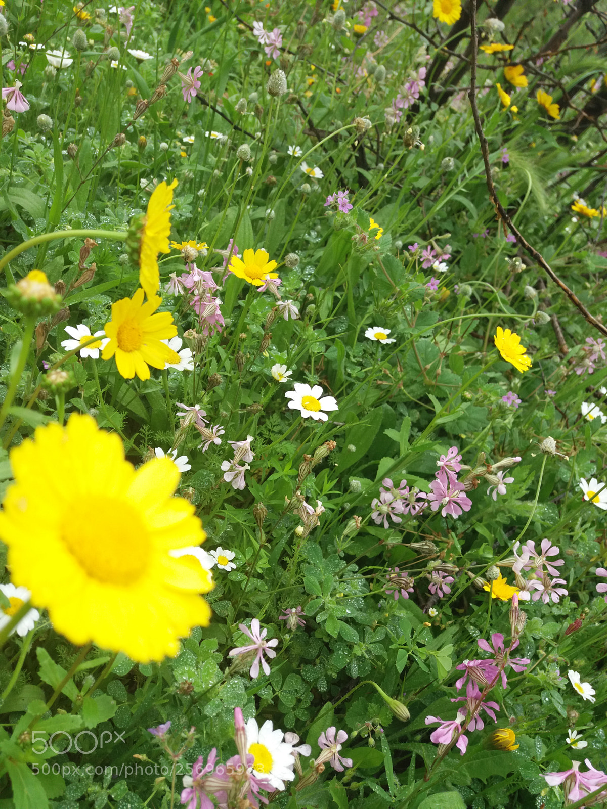 Samsung Galaxy J5(2016) sample photo. Flowers dew photography