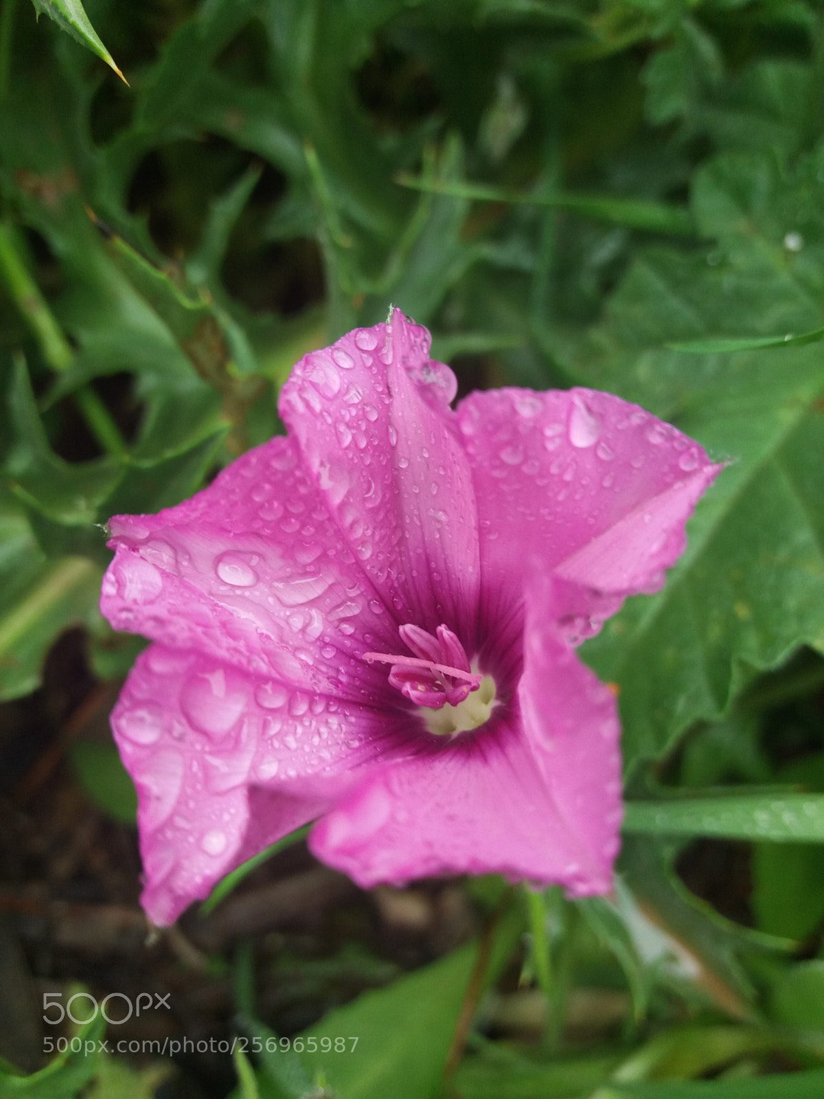 Samsung Galaxy J5(2016) sample photo. Flowers dew photography