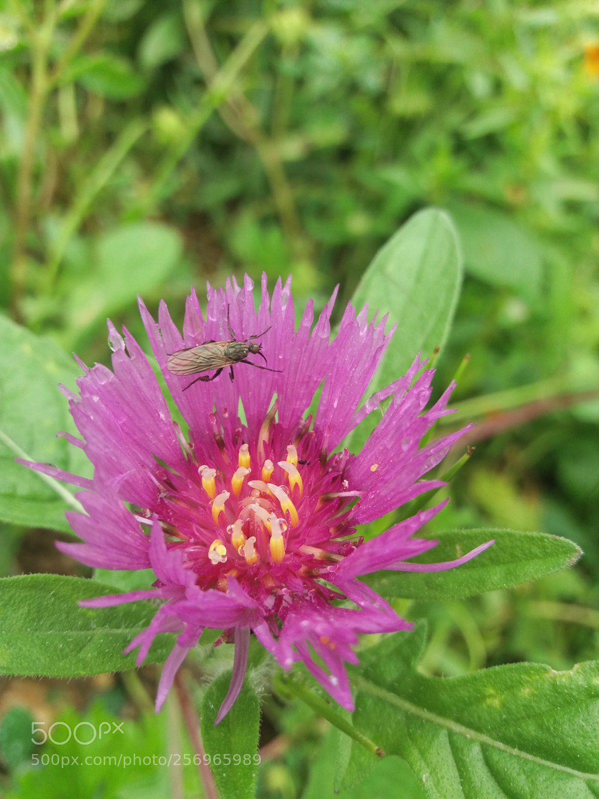 Samsung Galaxy J5(2016) sample photo. Flowers dew photography