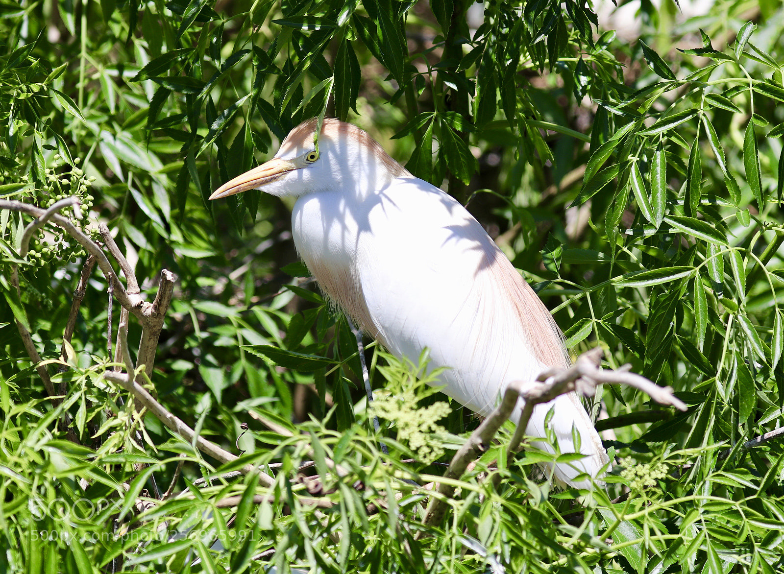 Canon EOS 80D sample photo. Cattle egret photography
