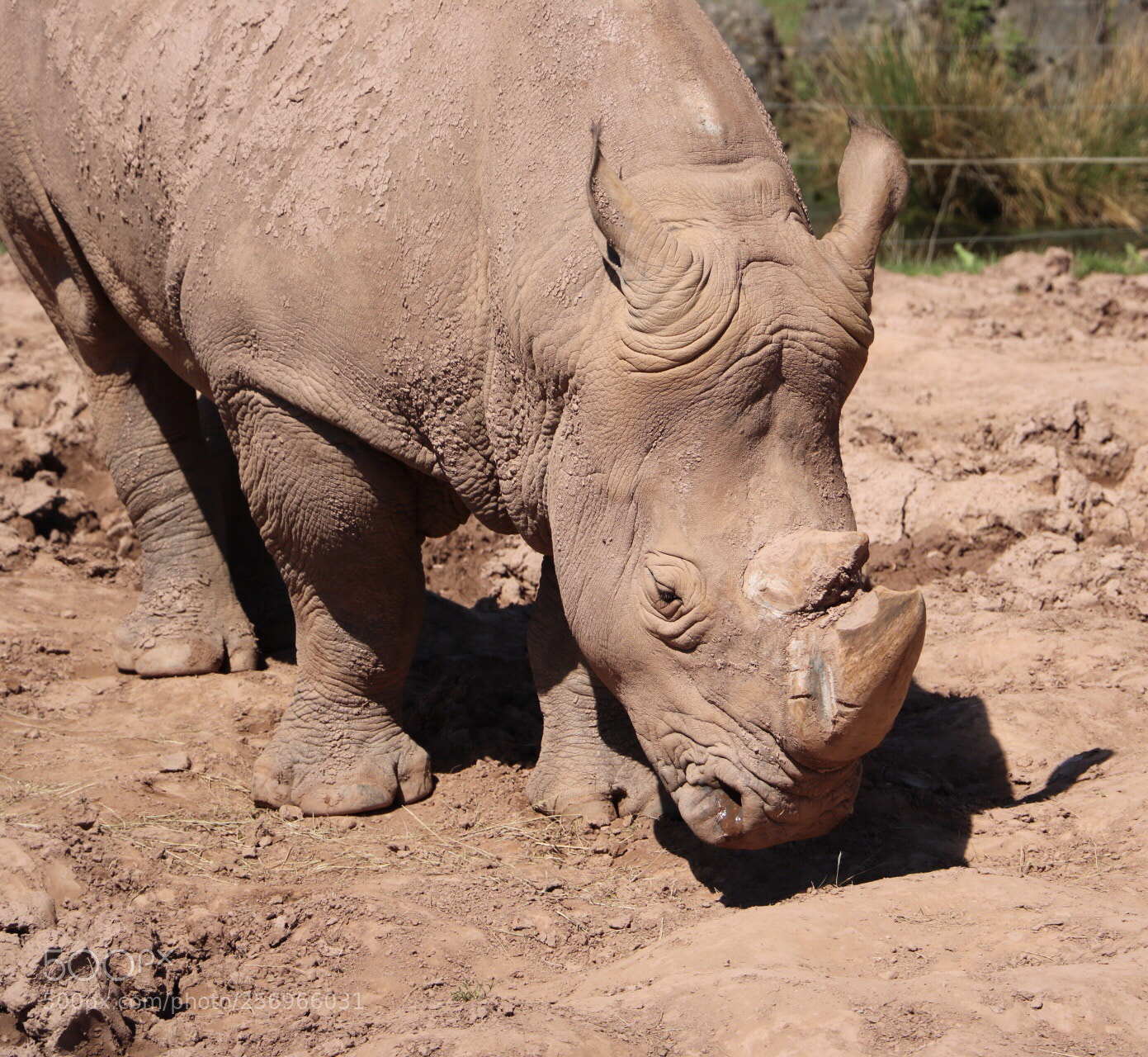 Canon EOS 750D (EOS Rebel T6i / EOS Kiss X8i) sample photo. Rhino photography