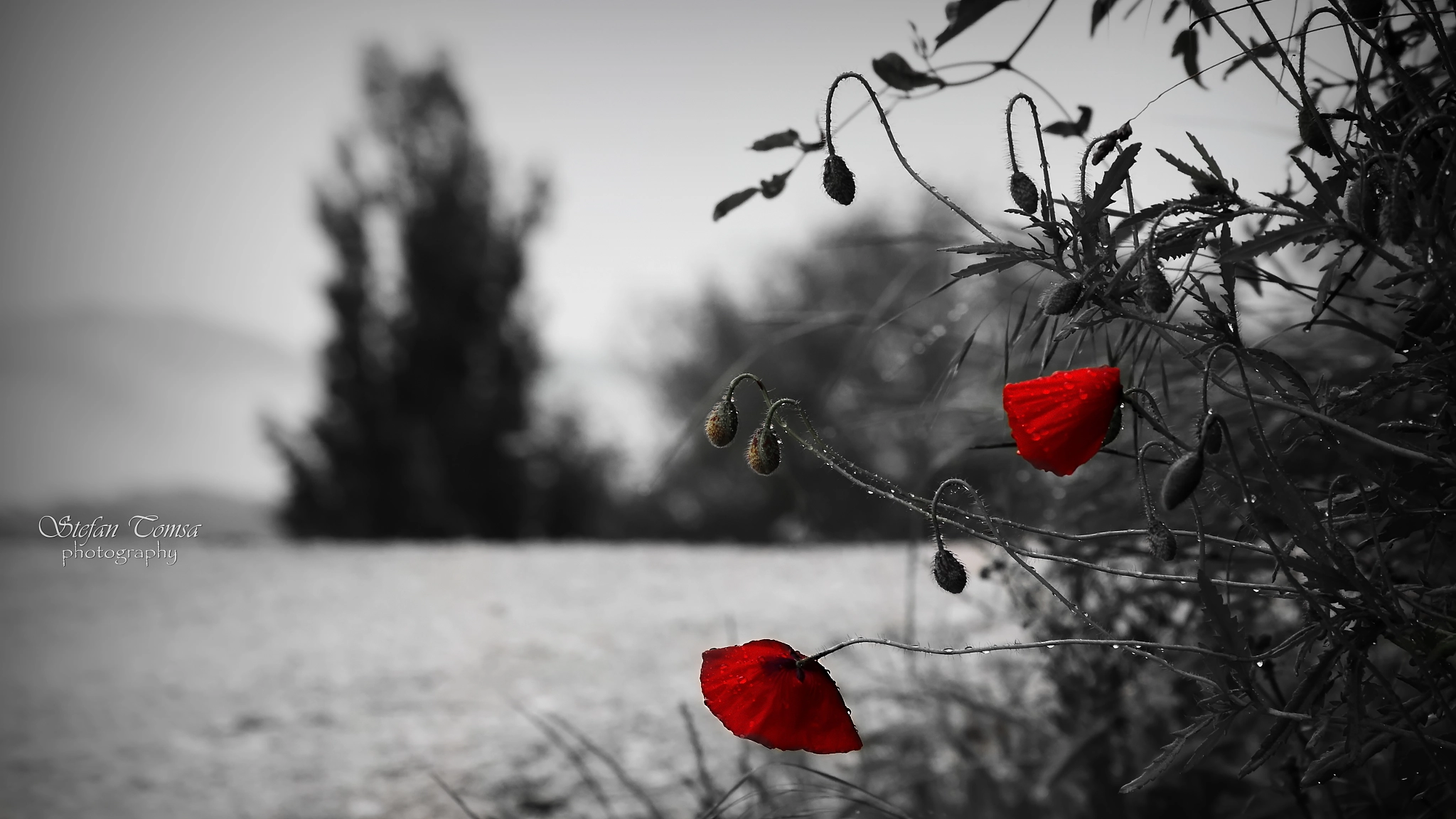 Nikon D5500 sample photo. Shy poppies photography