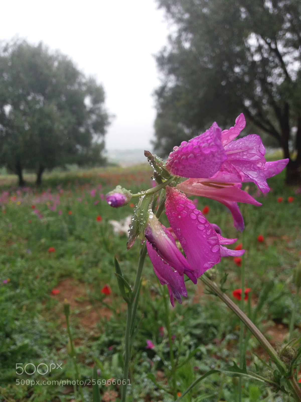 Samsung Galaxy J5(2016) sample photo. Flowers dew photography